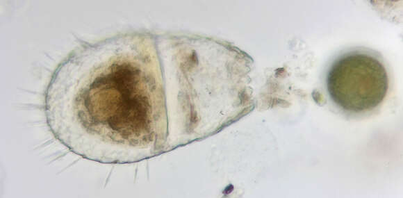 Image of Euglypha compressa