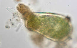 Image of Hyalosphenia papilio