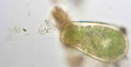 Image of Hyalosphenia papilio