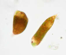 Image of Euglena sanguinea