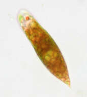 Слика од Euglena sanguinea