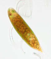 Слика од Euglena sanguinea