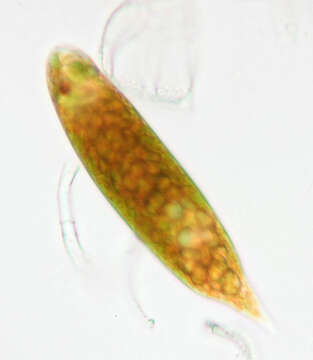 Sivun Euglena sanguinea kuva