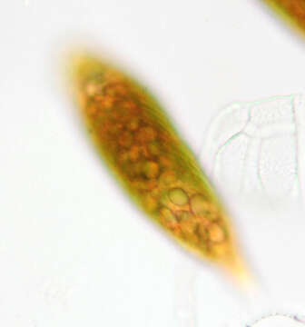 Image of Euglena sanguinea