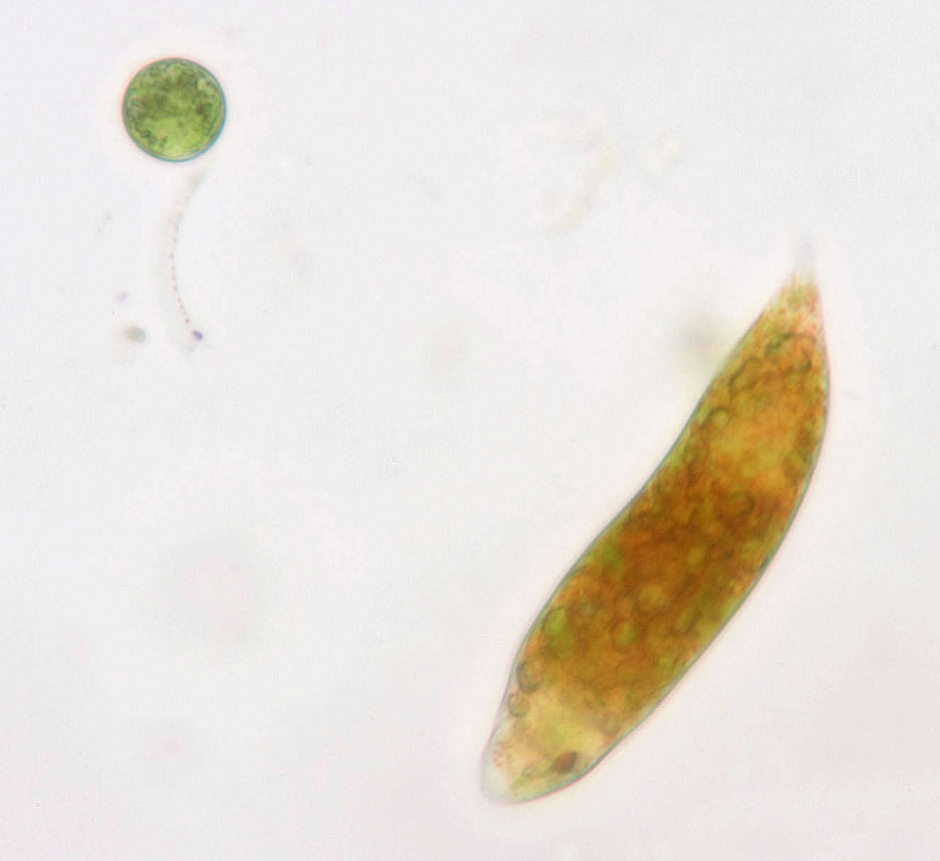 Image of Euglena sanguinea