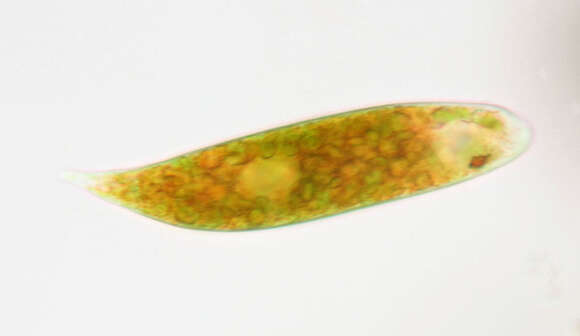 Image of Euglena sanguinea