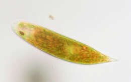 Image of Euglena sanguinea