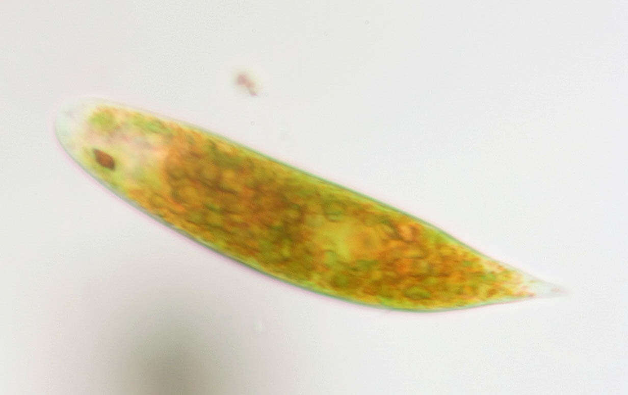 Слика од Euglena sanguinea