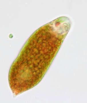 Image of Euglena sanguinea