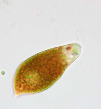 Image de Euglena sanguinea