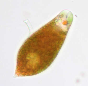 Image of Euglena sanguinea