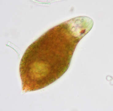 Image de Euglena sanguinea