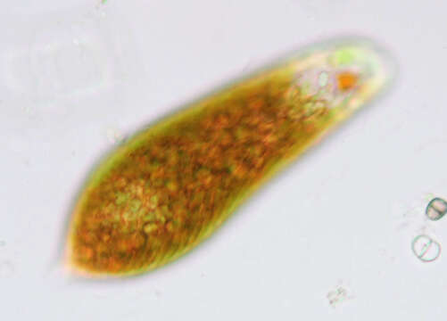 Imagem de Euglena sanguinea