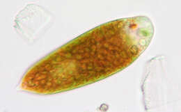 Image de Euglena sanguinea