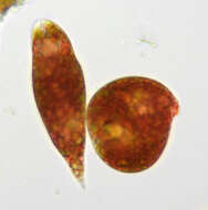 Image of Euglena sanguinea