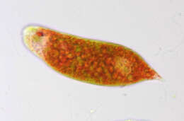 Image de Euglena sanguinea