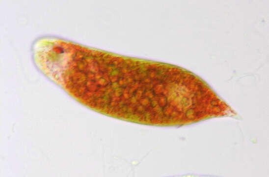 Image de Euglena sanguinea