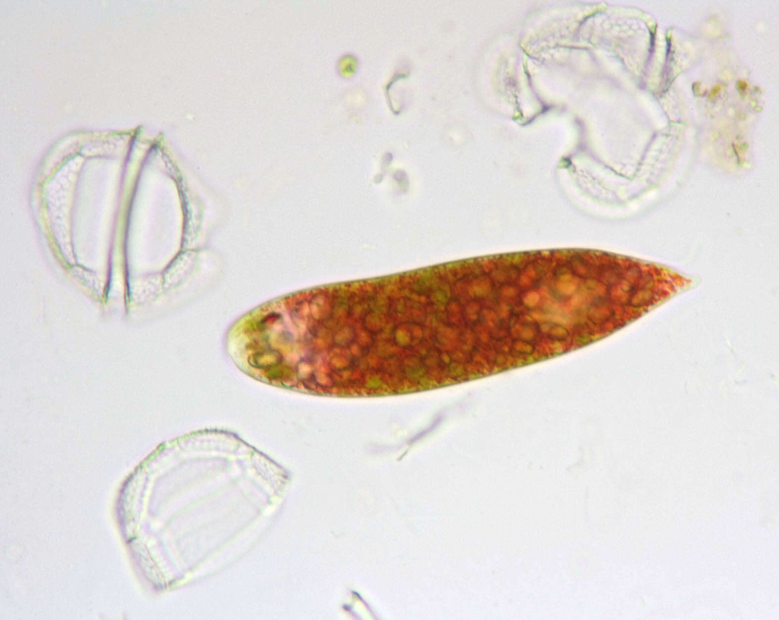 Image of Euglena sanguinea