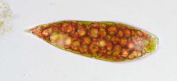 Image de Euglena sanguinea