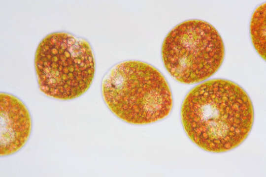 Image of Euglena sanguinea