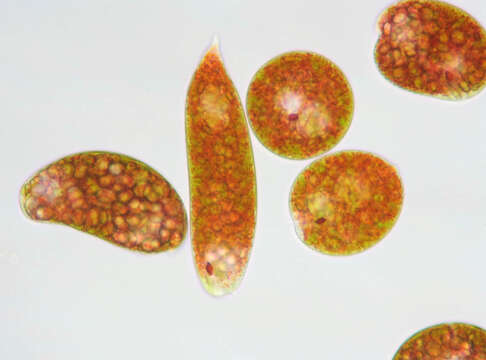 Image of Euglena sanguinea