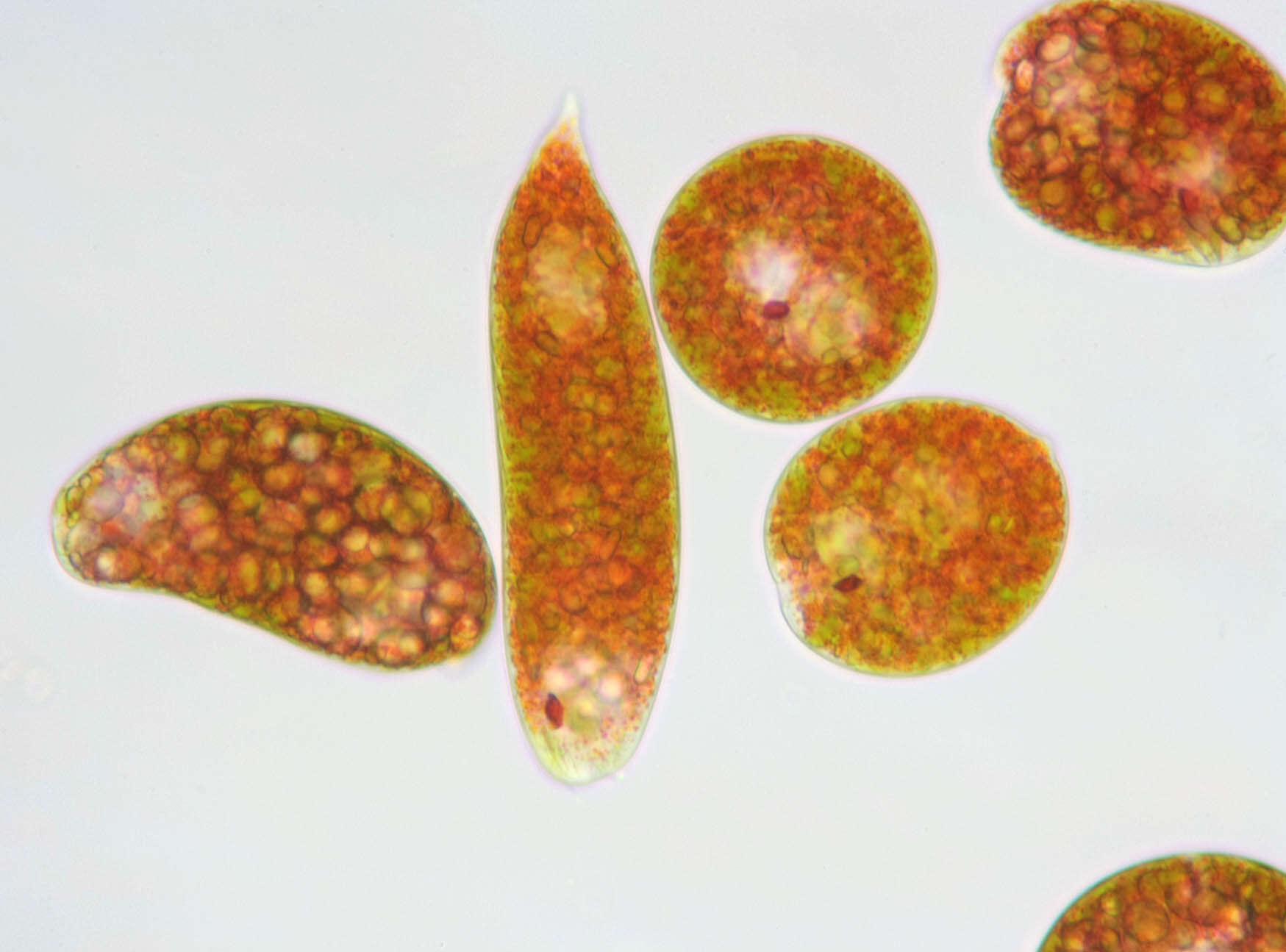 Image de Euglena sanguinea