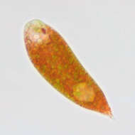 Image of Euglena sanguinea