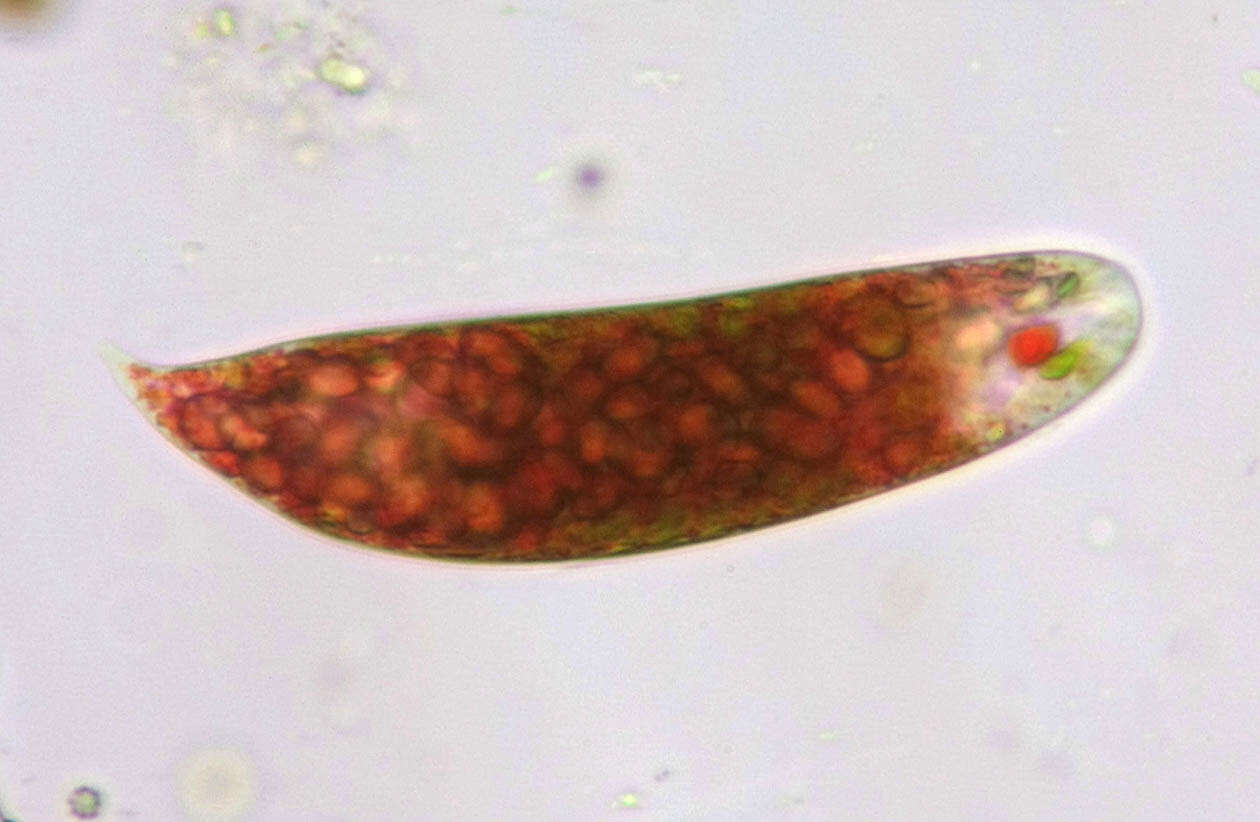 Image of Euglena sanguinea