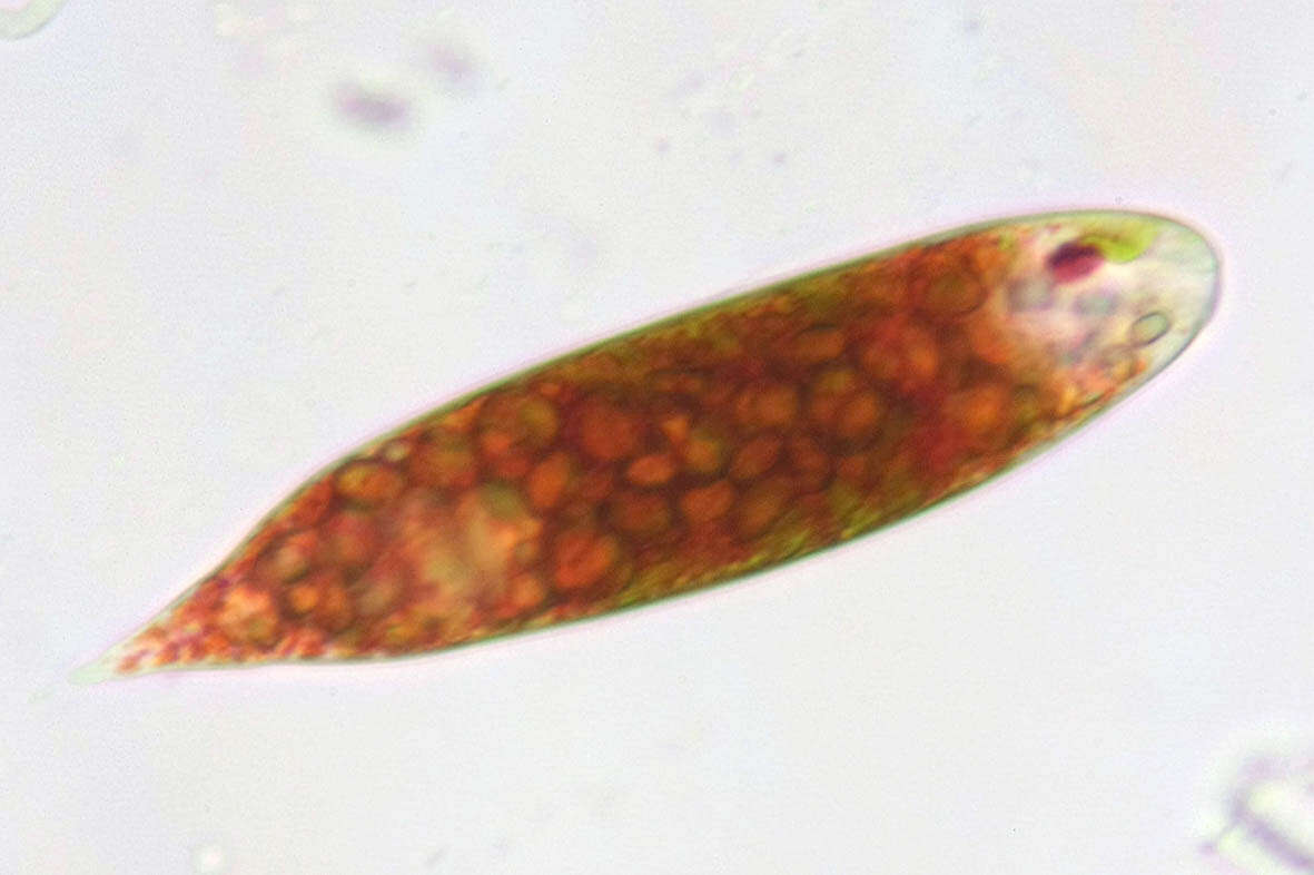 Image of Euglena sanguinea