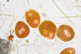 Image de Euglena sanguinea