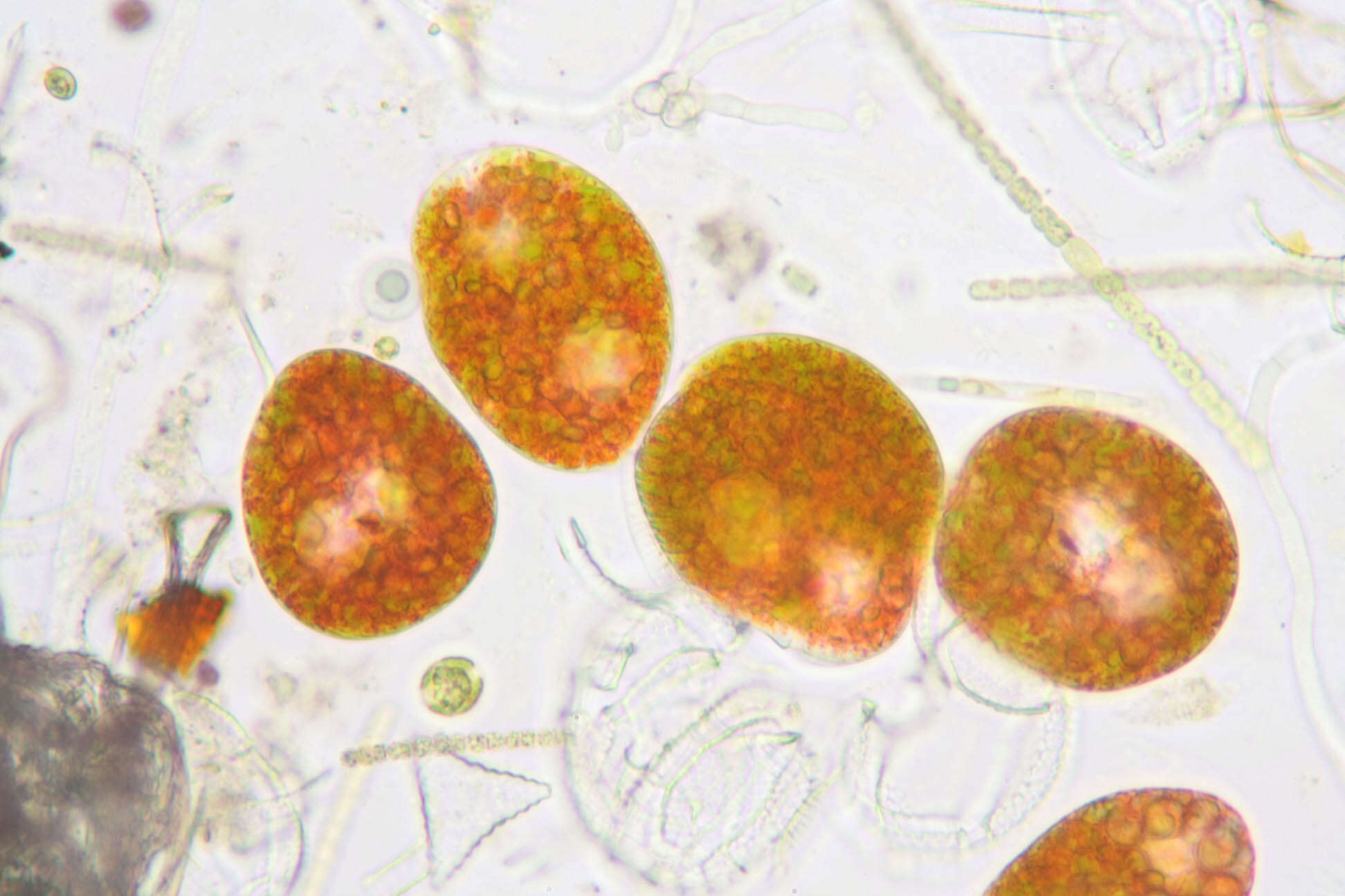 Image of Euglena sanguinea