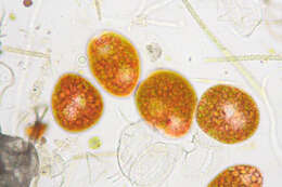 Image de Euglena sanguinea