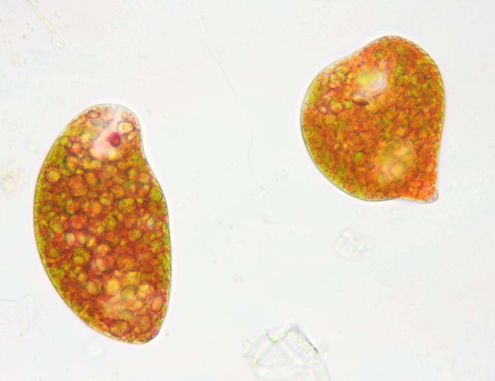 Image de Euglena sanguinea