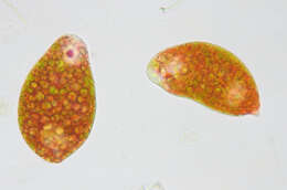 Image de Euglena sanguinea