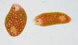 Image of Euglena sanguinea