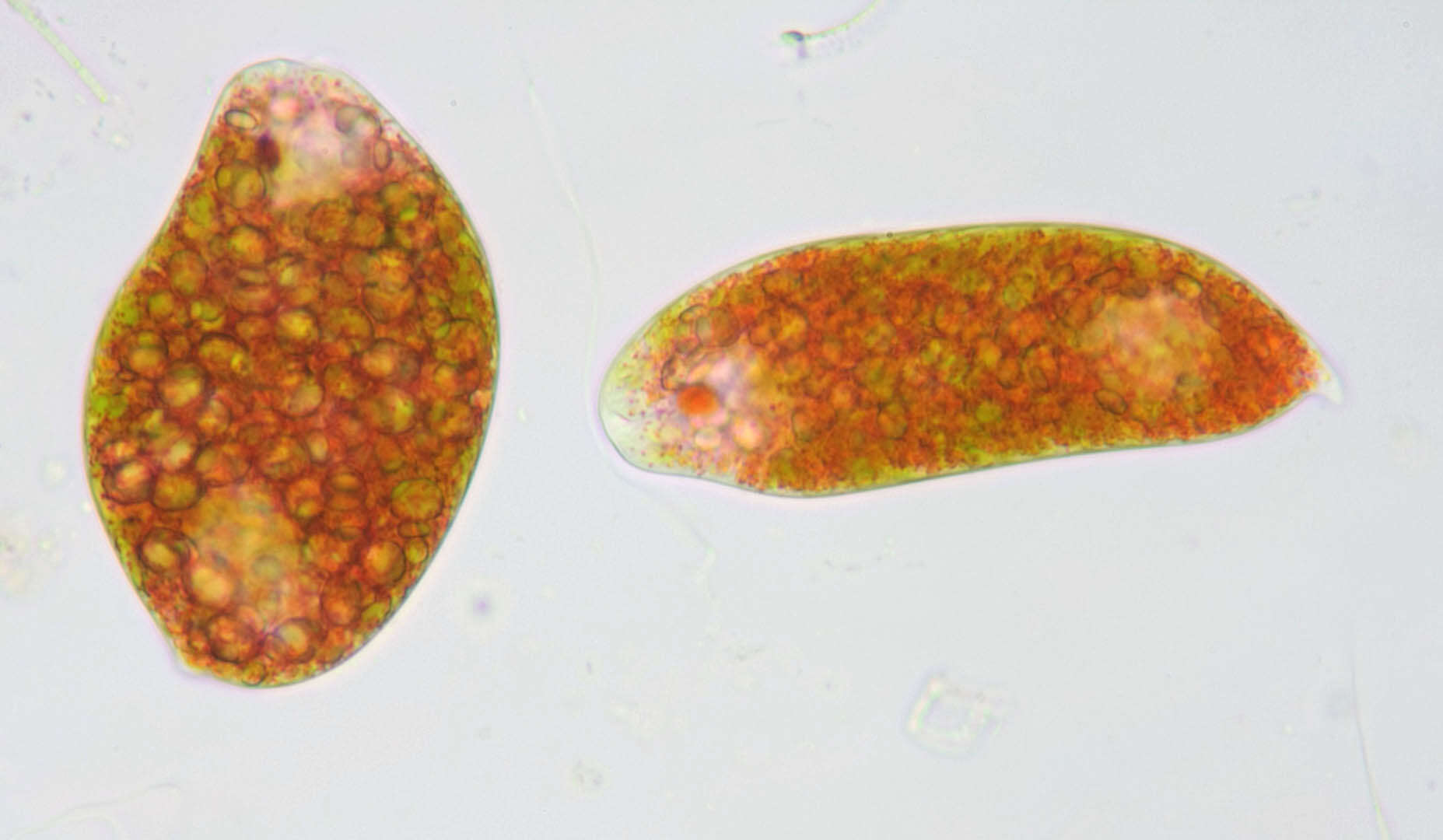 Image de Euglena sanguinea