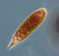 Image de Euglena sanguinea