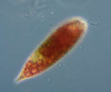 Image de Euglena sanguinea