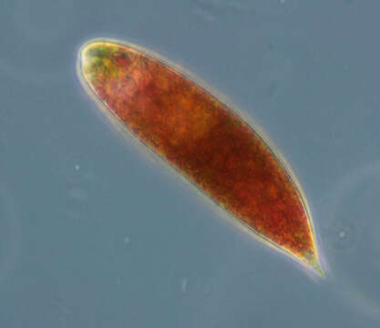 Image of Euglena sanguinea