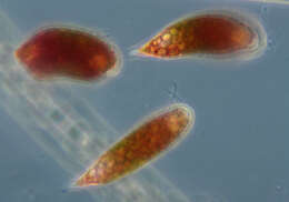 Image of Euglena sanguinea