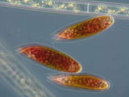 Image de Euglena sanguinea