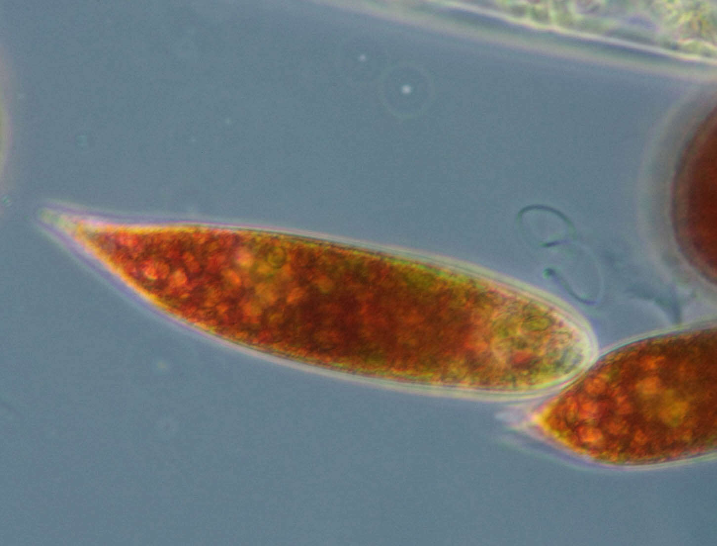 Image de Euglena sanguinea