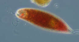 Image de Euglena sanguinea