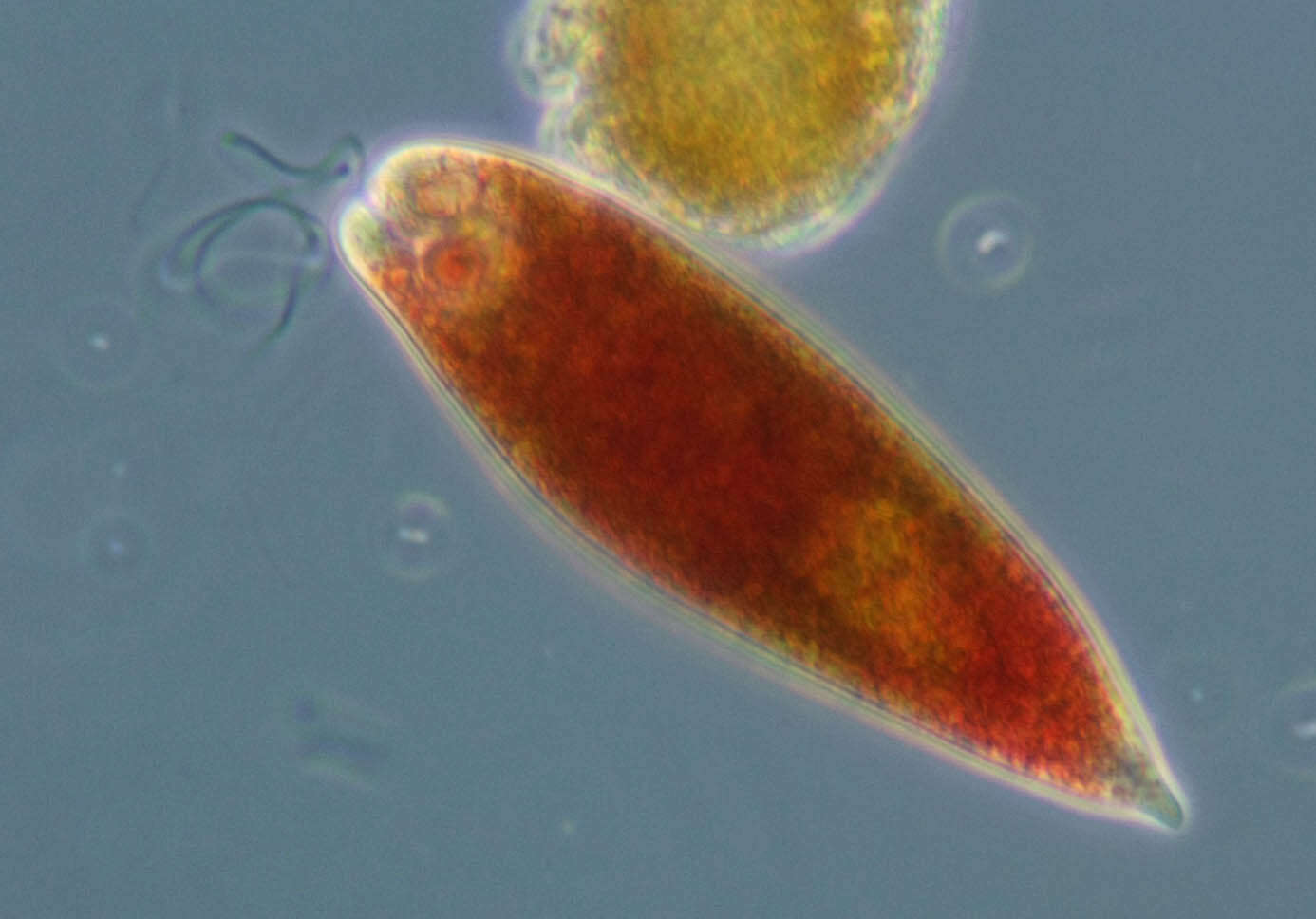 Image de Euglena sanguinea