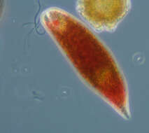 Image de Euglena sanguinea