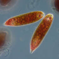 Image de Euglena sanguinea