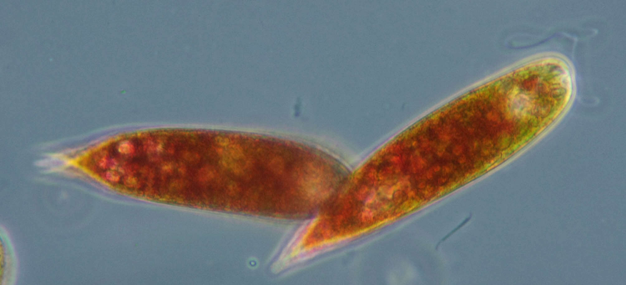 Image of Euglena sanguinea