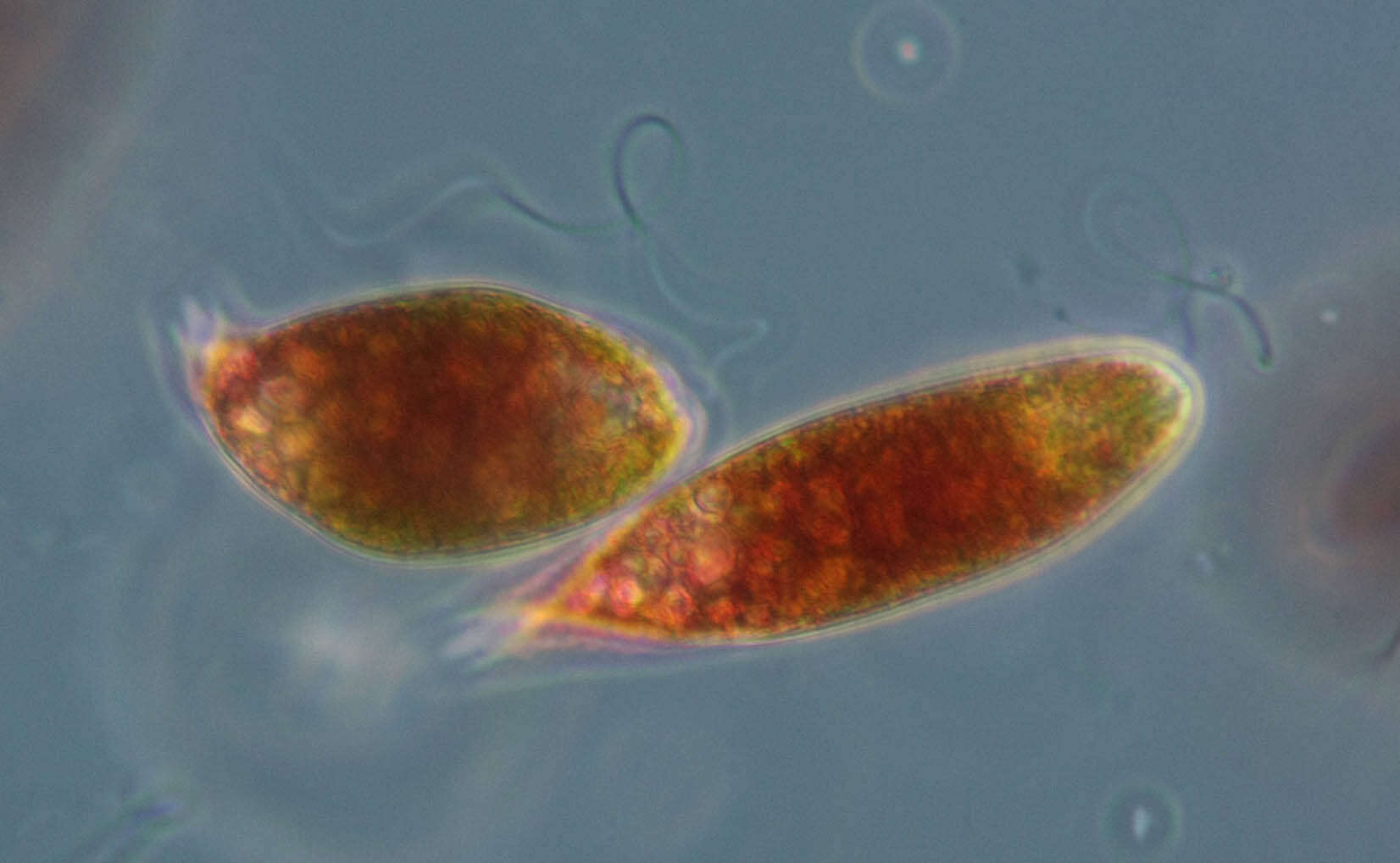 Image de Euglena sanguinea