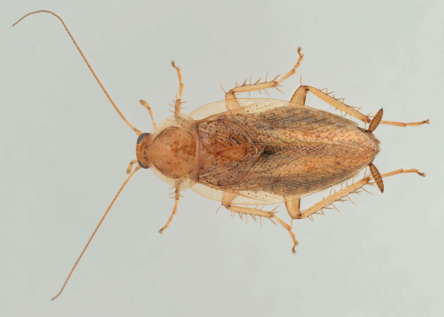 Image of tawny cockroach