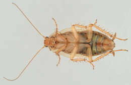 Image of tawny cockroach